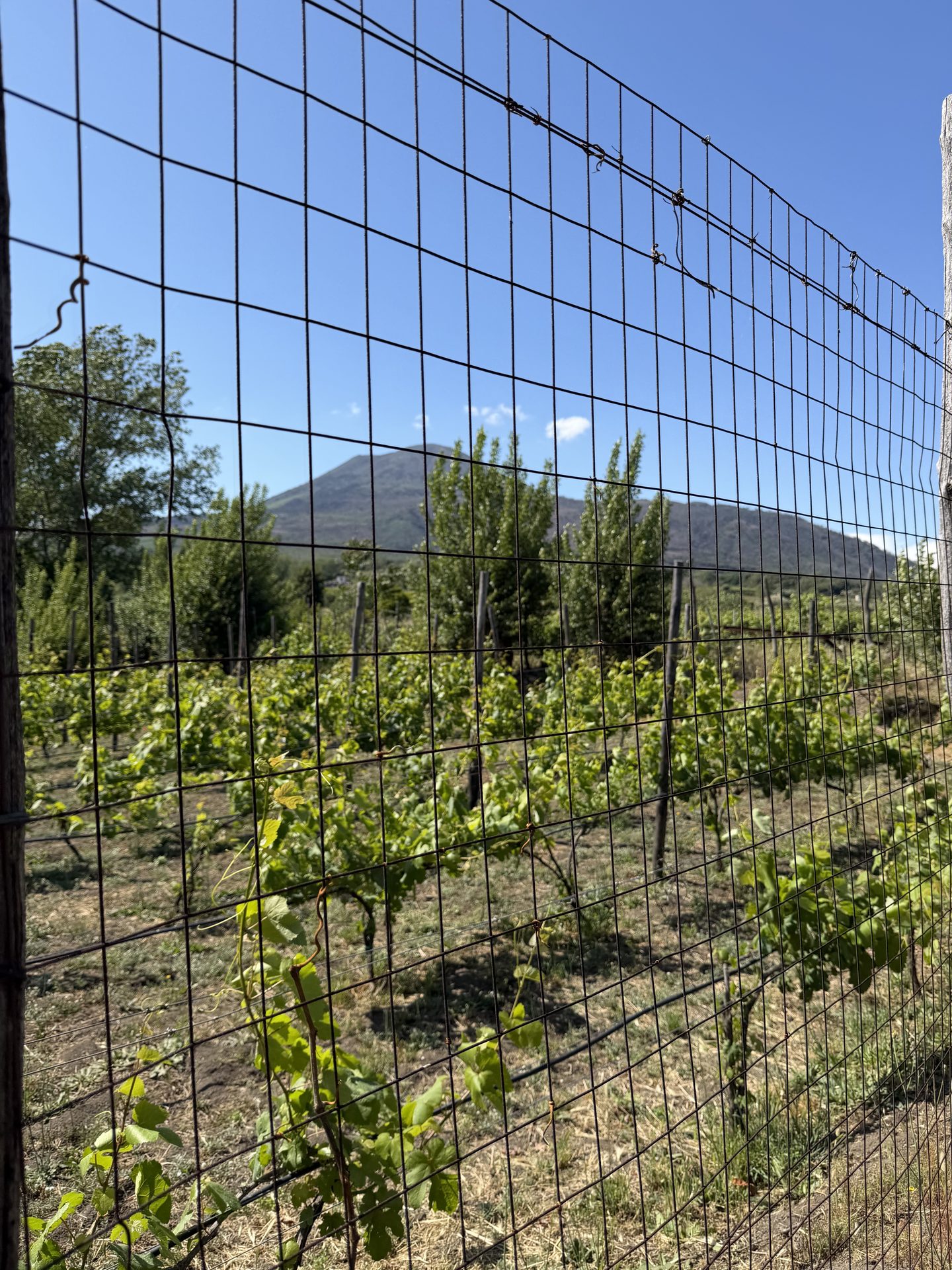 Weinreben des Weinguts Sorrentino am Vesuvio nahe Neapel – Weinbau bis 600 Meter Höhe