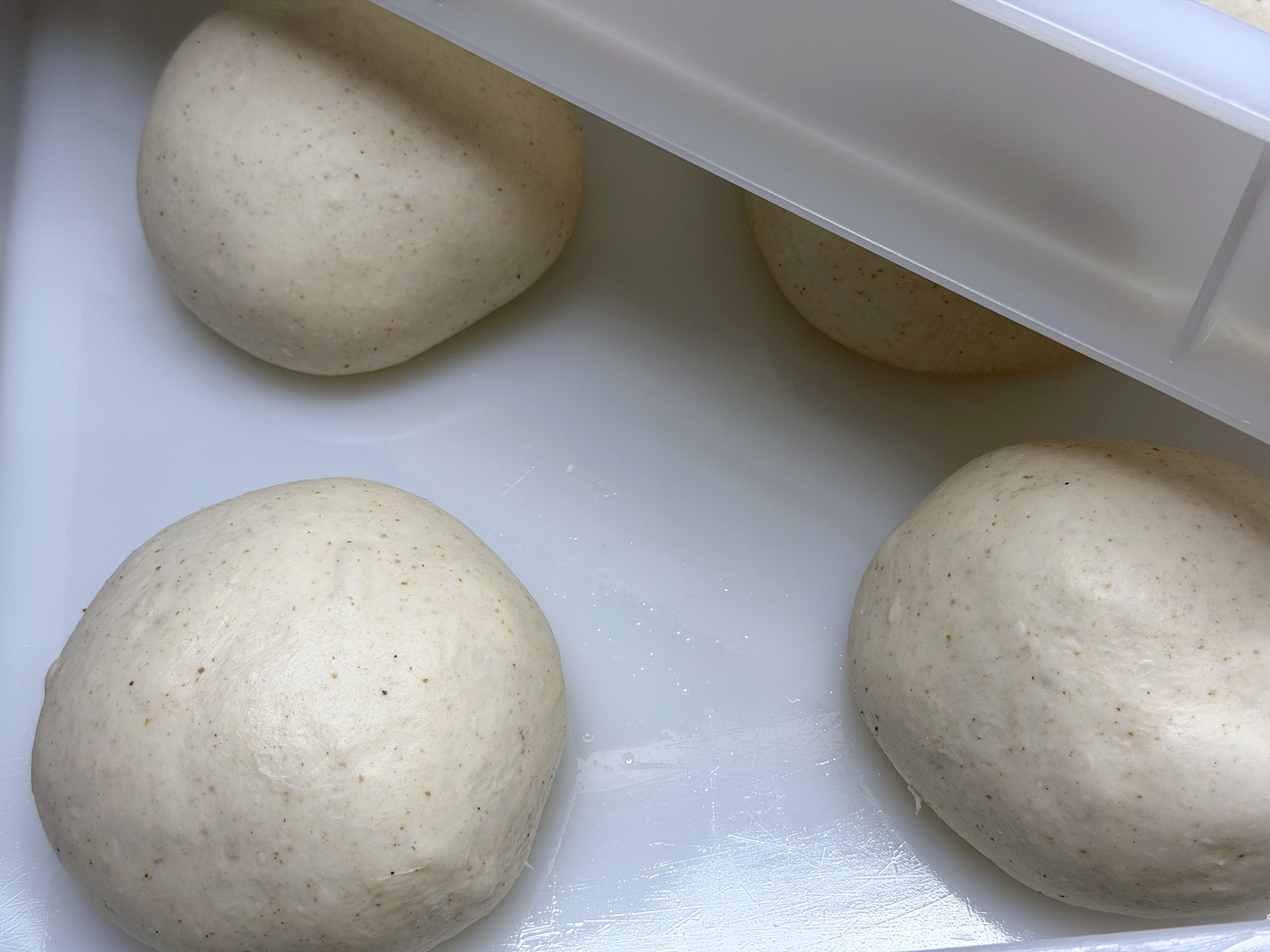 Mehrere Teigballen in der Gare-Box, alle mit gleichmäßig verteilten braunen Punkten
