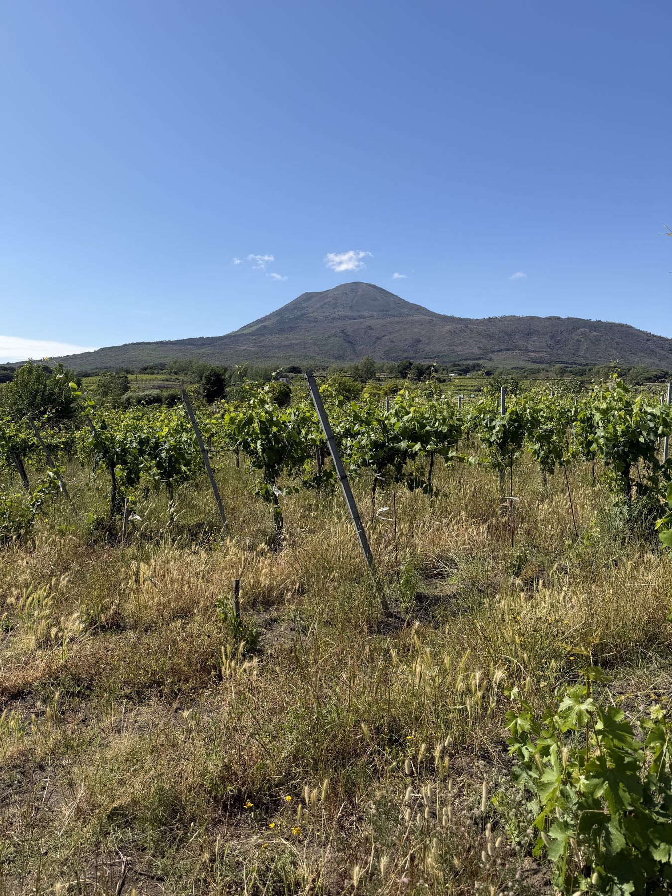 Blick über einen Weinberg auf den Vesuv bei Torre Annunziata